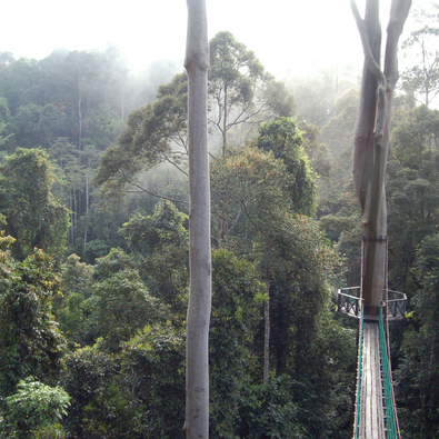 DANUM VALLEY CANOPY BRIDGES