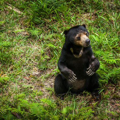 SUN BEAR CONSERVATION