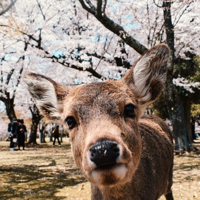 CHERRY BLOSSOM SEASON IN NARA