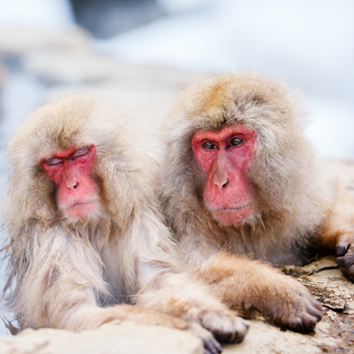 SNOW MONKEYS