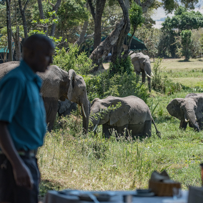 LUXURY SAFARI CAMP STAY