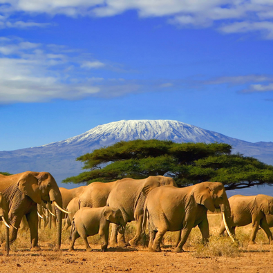 MT KILIMANJARO