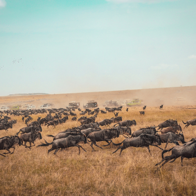 WILDEBEEST MIGRATION