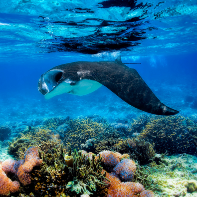 MANTA RAYS